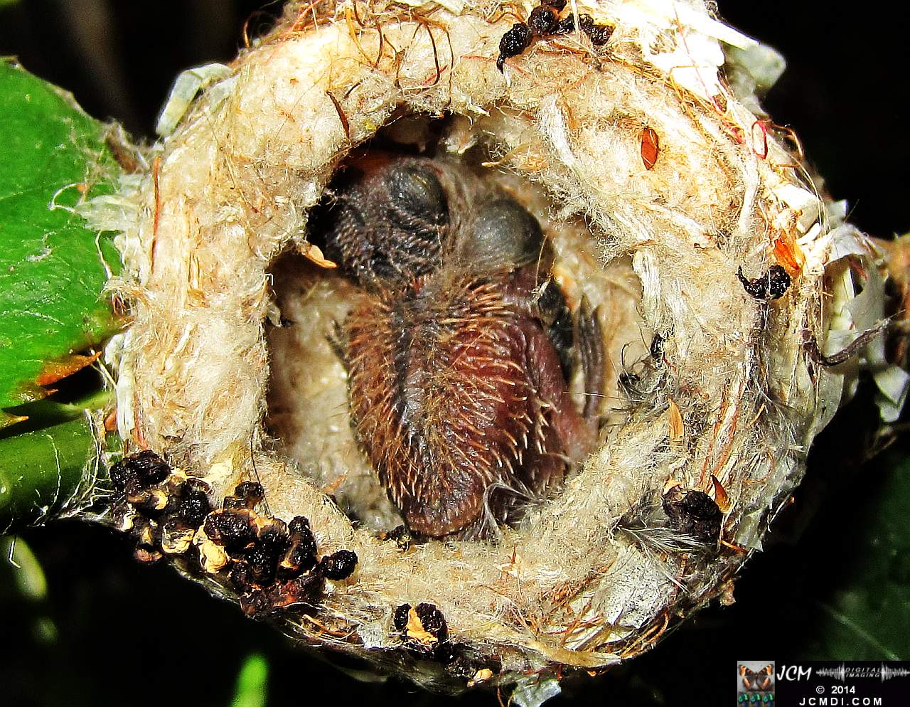 Allens Hummingbird nest and chick 3-16-2014